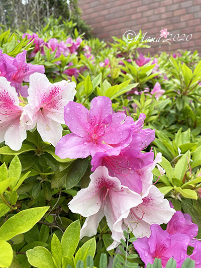f:id:hana_b03A2019:20200422013622j:plain