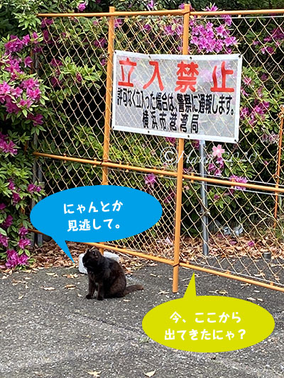 f:id:hana_b03A2019:20200422013634j:plain