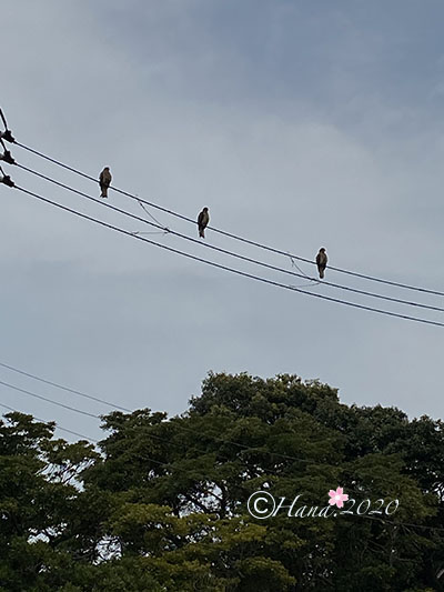 f:id:hana_b03A2019:20200422013727j:plain