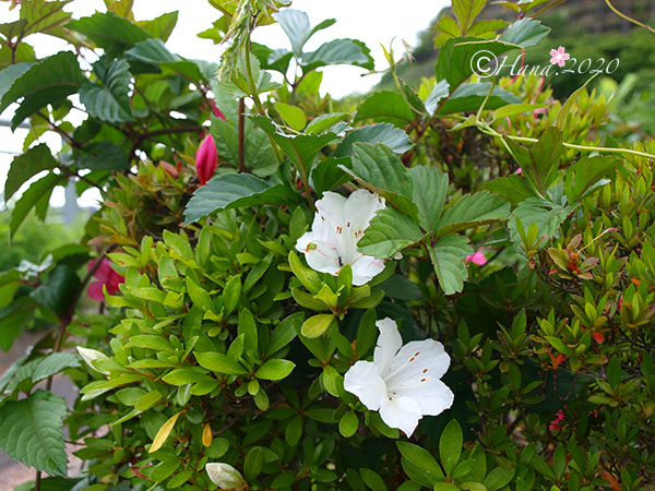 f:id:hana_b03A2019:20200529010942j:plain