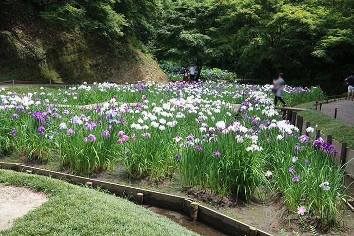 f:id:hana_b03A2019:20200614002814j:plain