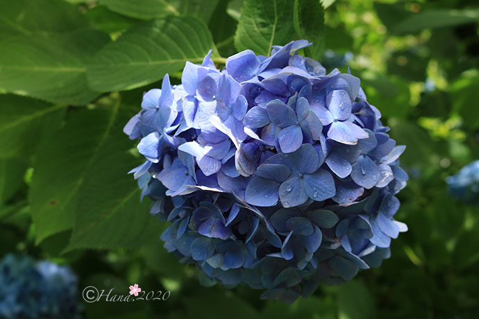f:id:hana_b03A2019:20200614025544j:plain