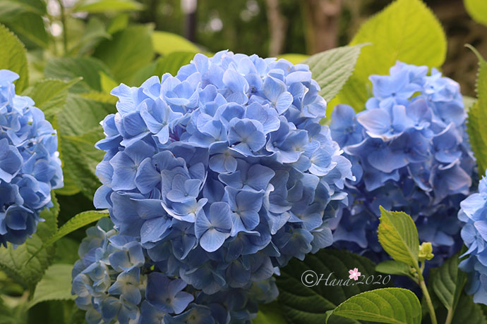 f:id:hana_b03A2019:20200614025559j:plain