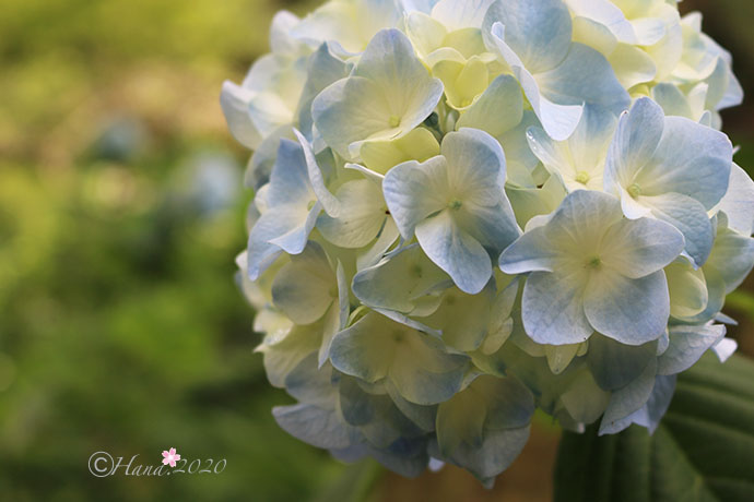 f:id:hana_b03A2019:20200614025650j:plain