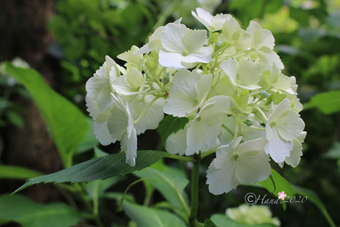 f:id:hana_b03A2019:20200614025745j:plain