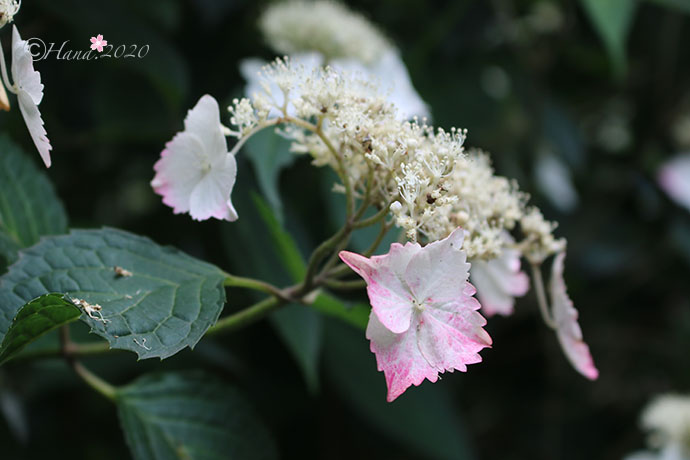 f:id:hana_b03A2019:20200614025916j:plain