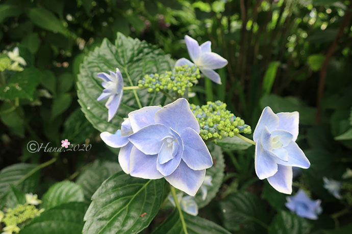 f:id:hana_b03A2019:20200614030021j:plain