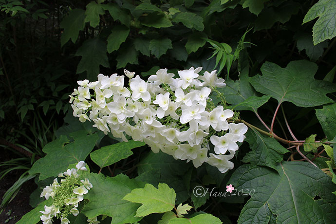 f:id:hana_b03A2019:20200614030112j:plain