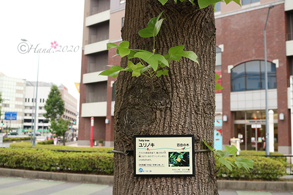f:id:hana_b03A2019:20200628043204j:plain
