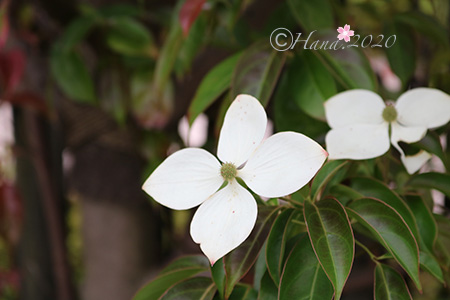 f:id:hana_b03A2019:20200628043229j:plain