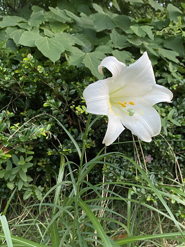f:id:hana_b03A2019:20200909113128j:plain f:id:hana_b03A2019:20200909113128j:plain