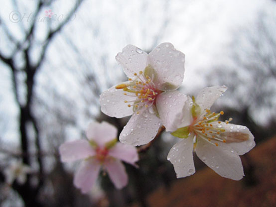 f:id:hana_b03A2019:20200916020842j:plain f:id:hana_b03A2019:20200916020842j:plain