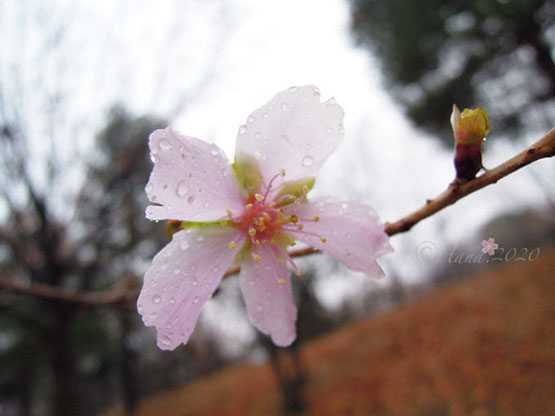 f:id:hana_b03A2019:20200916020851j:plain f:id:hana_b03A2019:20200916020851j:plain