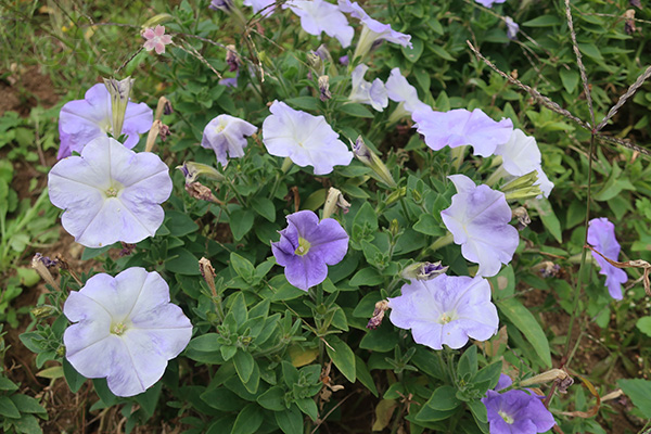 f:id:hana_b03A2019:20201103183339j:plain f:id:hana_b03A2019:20201103183339j:plain