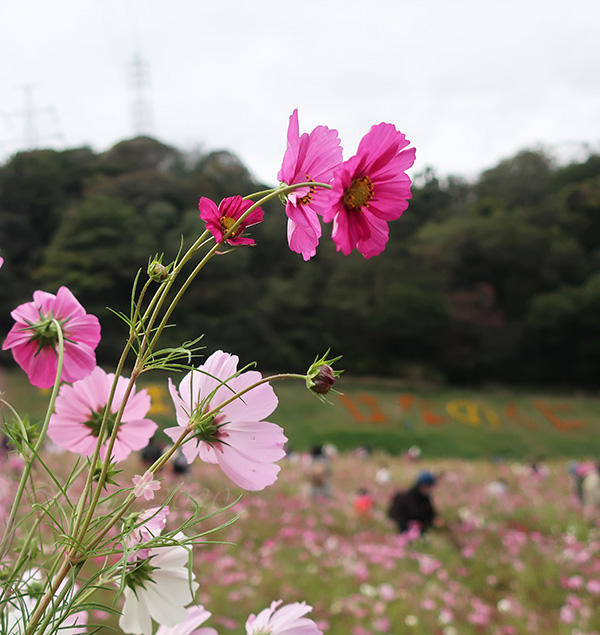 f:id:hana_b03A2019:20201103184213j:plain f:id:hana_b03A2019:20201103184213j:plain