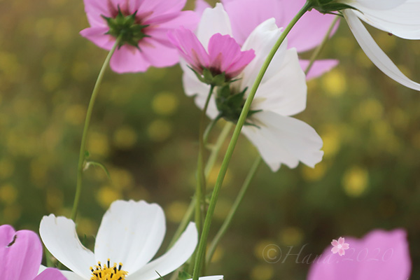f:id:hana_b03A2019:20201103184239j:plain f:id:hana_b03A2019:20201103184239j:plain