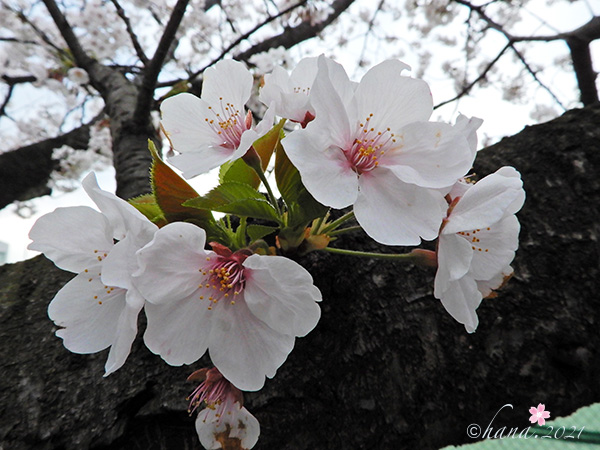 f:id:hana_b03A2019:20210329071245j:plain