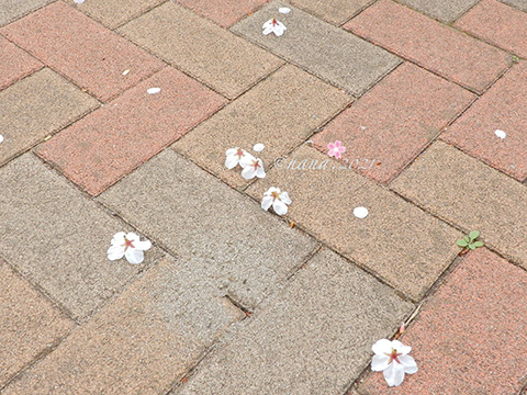 f:id:hana_b03A2019:20210329073827j:plain