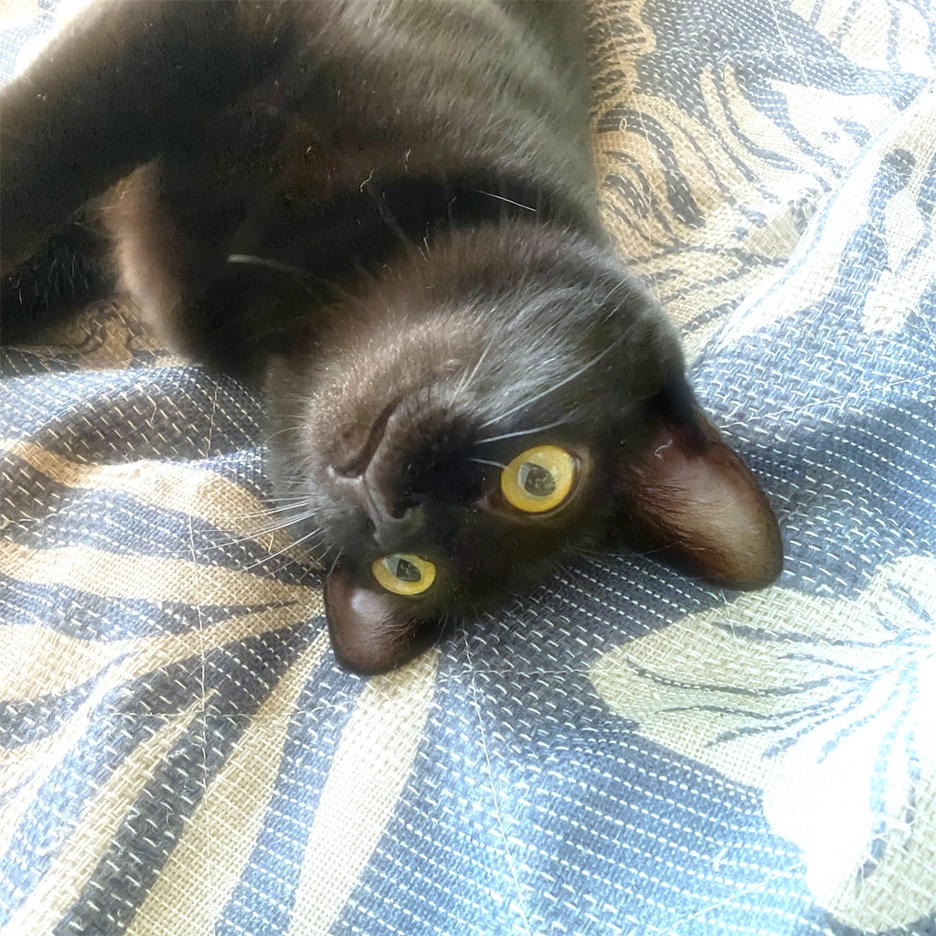 f:id:hana_temari:20240721124233j:image