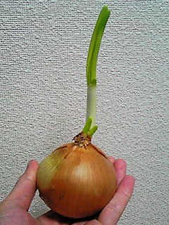 玉ねぎが芽を出した こころの小窓から 玉ねぎが芽を出した こころの小窓から