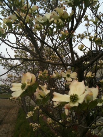 f:id:hanaara1:20110426070113j:image