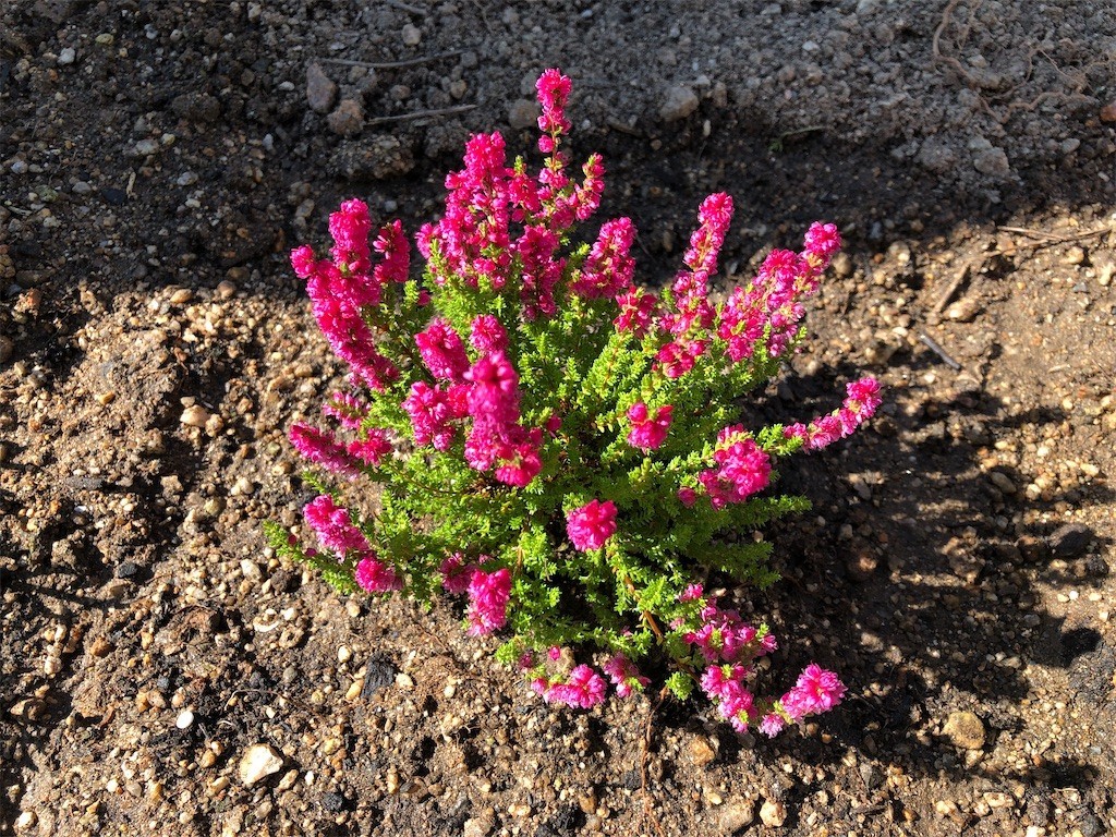 カルーナ ブルガリス 杉原姓とラーメン 私日記