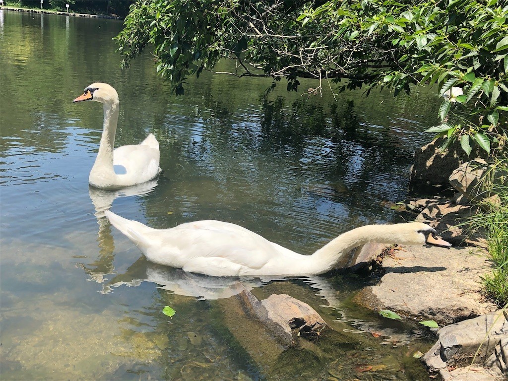 f:id:hanaara1:20210524090423j:image f:id:hanaara1:20210524090423j:image