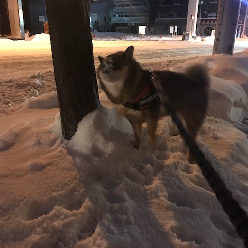 f:id:hanaazu:20190208074636j:image f:id:hanaazu:20190208074636j:image