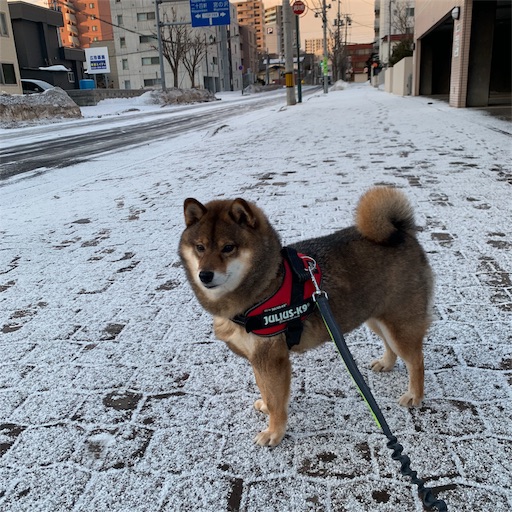 f:id:hanaazu:20190308193920j:image