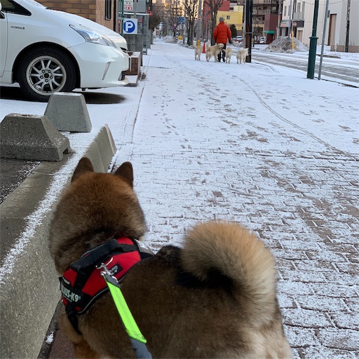 f:id:hanaazu:20190308193935j:image