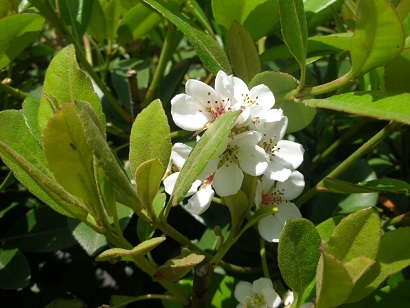 f:id:hanabiranoumi:20190504105240j:plain f:id:hanabiranoumi:20190504105240j:plain