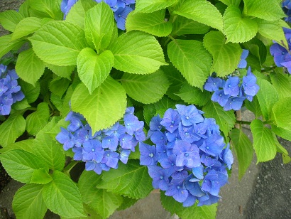 f:id:hanabiranoumi:20190612090956j:plain f:id:hanabiranoumi:20190612090956j:plain