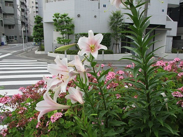 f:id:hanabiranoumi:20190619090644j:plain f:id:hanabiranoumi:20190619090644j:plain