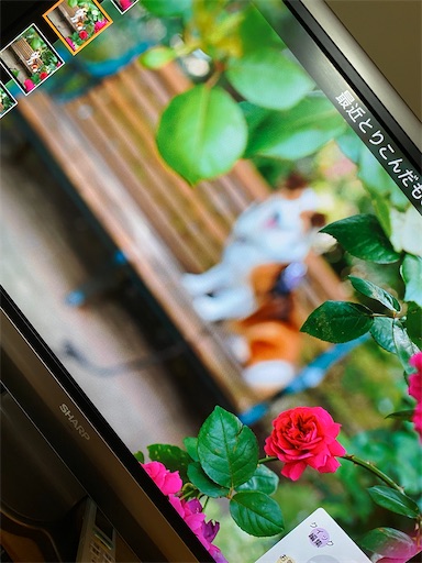 f:id:hanabo39:20230531083045j:image