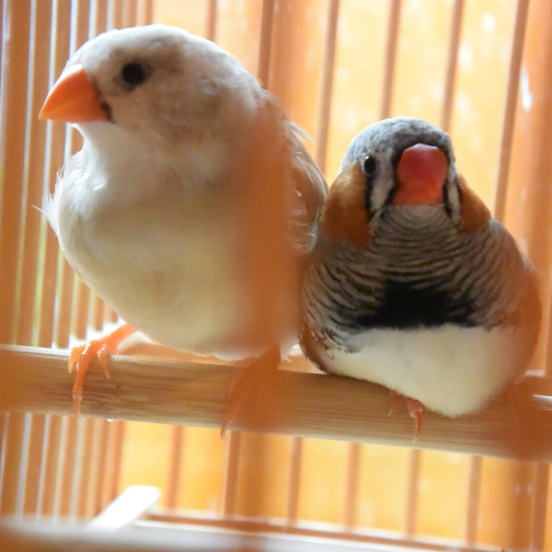 鳥と生活 / 人間の事情と鳥の事情 其の弐 -キンカチョウの事情- - 鳥と