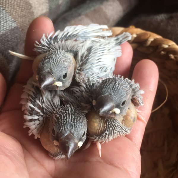 ヒナたちのおはなし 其の壱 ‐シルバー文鳥‐ - 鳥とハーモニカ