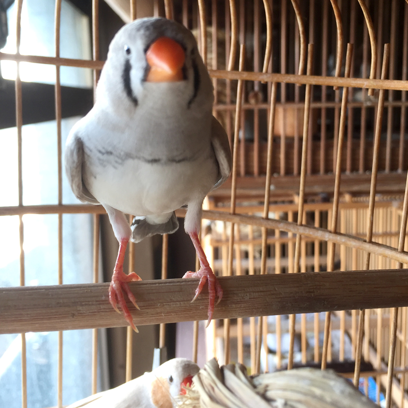 f:id:hanabusa_do:20161229123538j:plain f:id:hanabusa_do:20161229123538j:plain