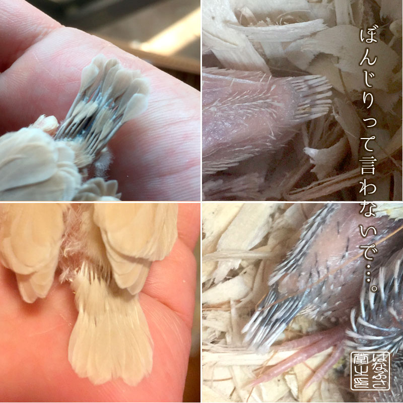 f:id:hanabusa_do:20170125181350j:plain f:id:hanabusa_do:20170125181350j:plain