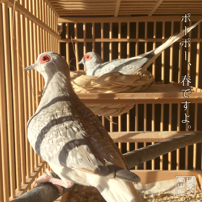 f:id:hanabusa_do:20170211150010j:plain f:id:hanabusa_do:20170211150010j:plain