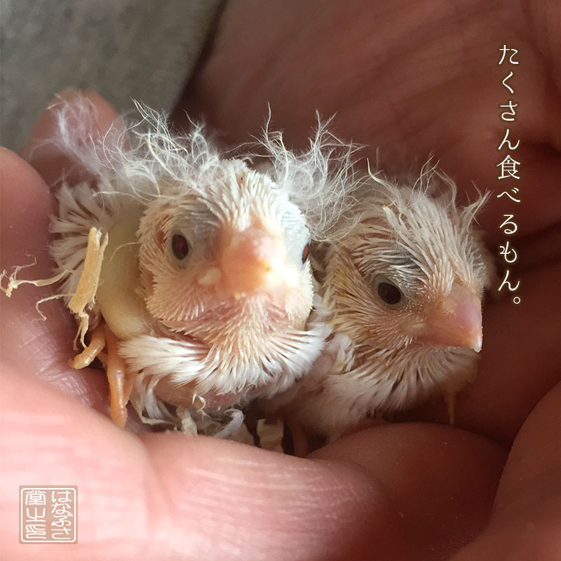 f:id:hanabusa_do:20170428142720j:plain f:id:hanabusa_do:20170428142720j:plain