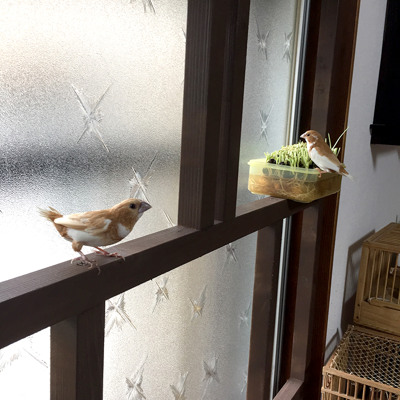 f:id:hanabusa_do:20170913210935j:plain f:id:hanabusa_do:20170913210935j:plain