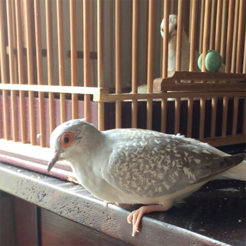 f:id:hanabusa_do:20170914065227j:plain f:id:hanabusa_do:20170914065227j:plain