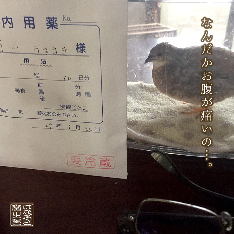 f:id:hanabusa_do:20170914181044j:plain f:id:hanabusa_do:20170914181044j:plain