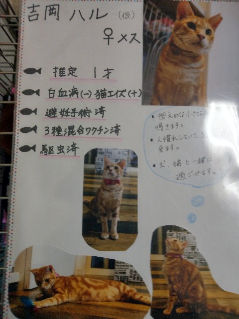 f:id:hanachan3939:20190114231011j:image f:id:hanachan3939:20190114231011j:image
