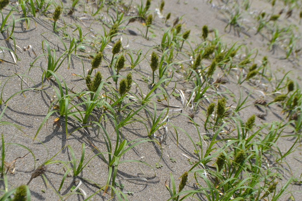 f:id:hanaco-mori:20200701002336j:plain f:id:hanaco-mori:20200701002336j:plain