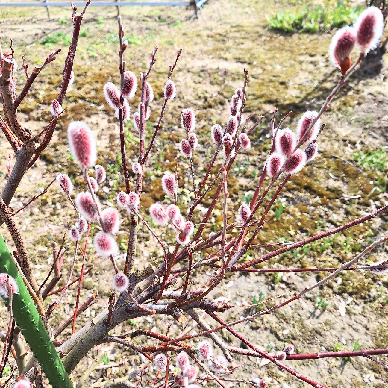 f:id:hanacolormy:20250312115226j:image