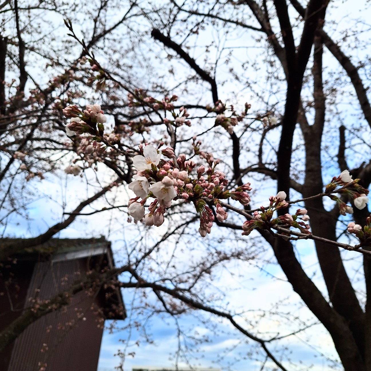 f:id:hanacolormy:20250412233304j:image