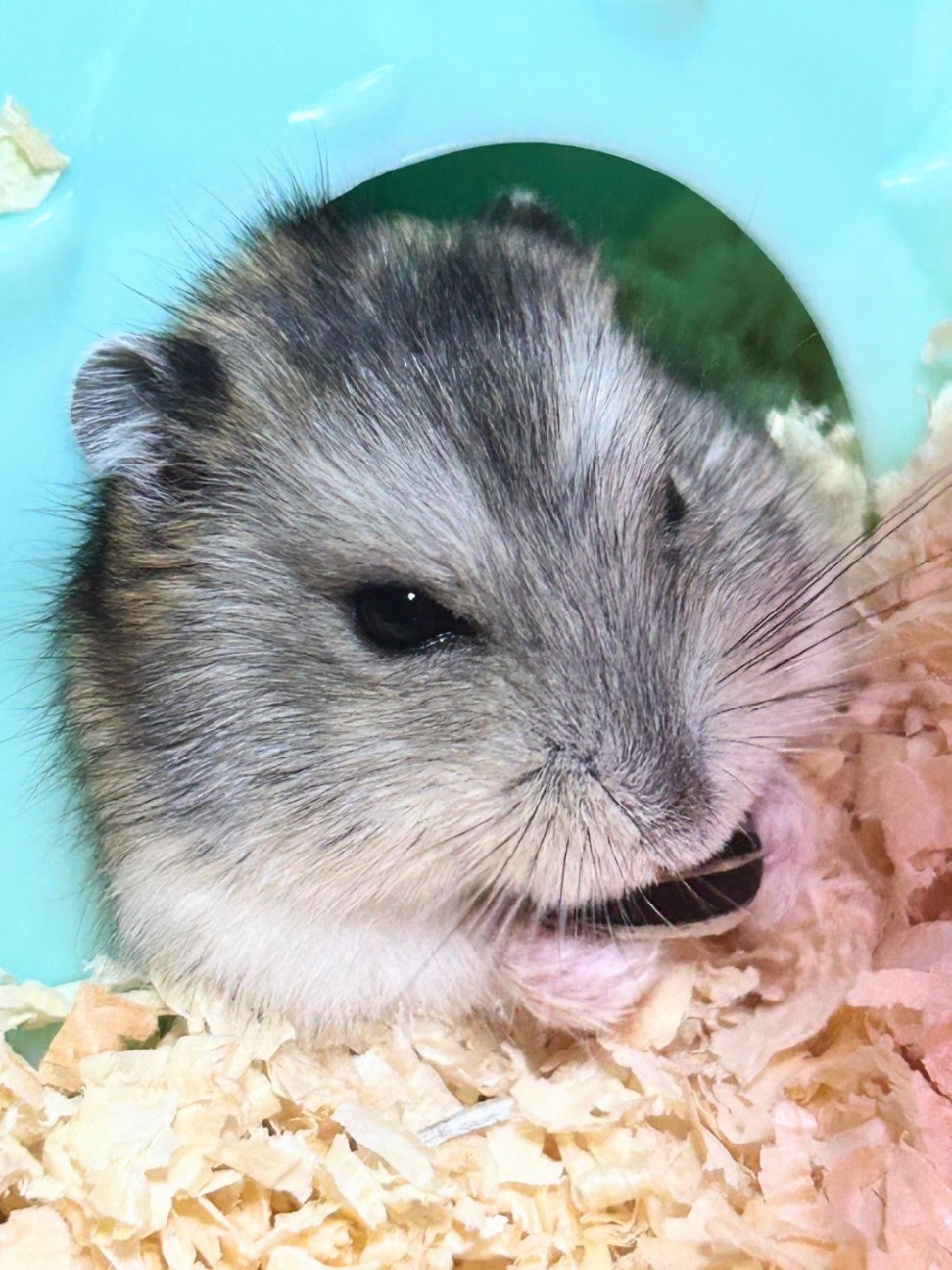 f:id:hanacolormy:20250413004248j:image