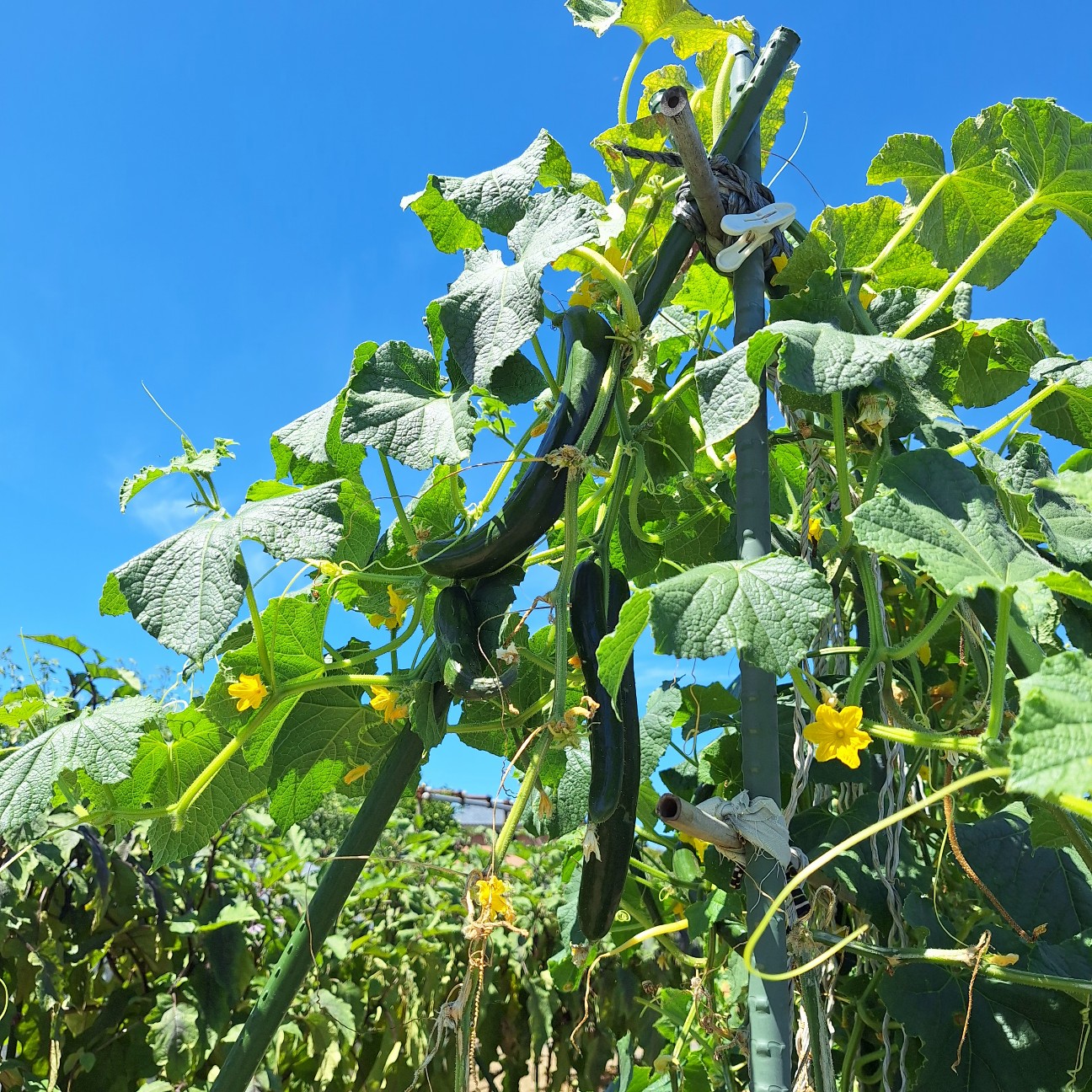 f:id:hanacolormy:20250724225421j:image