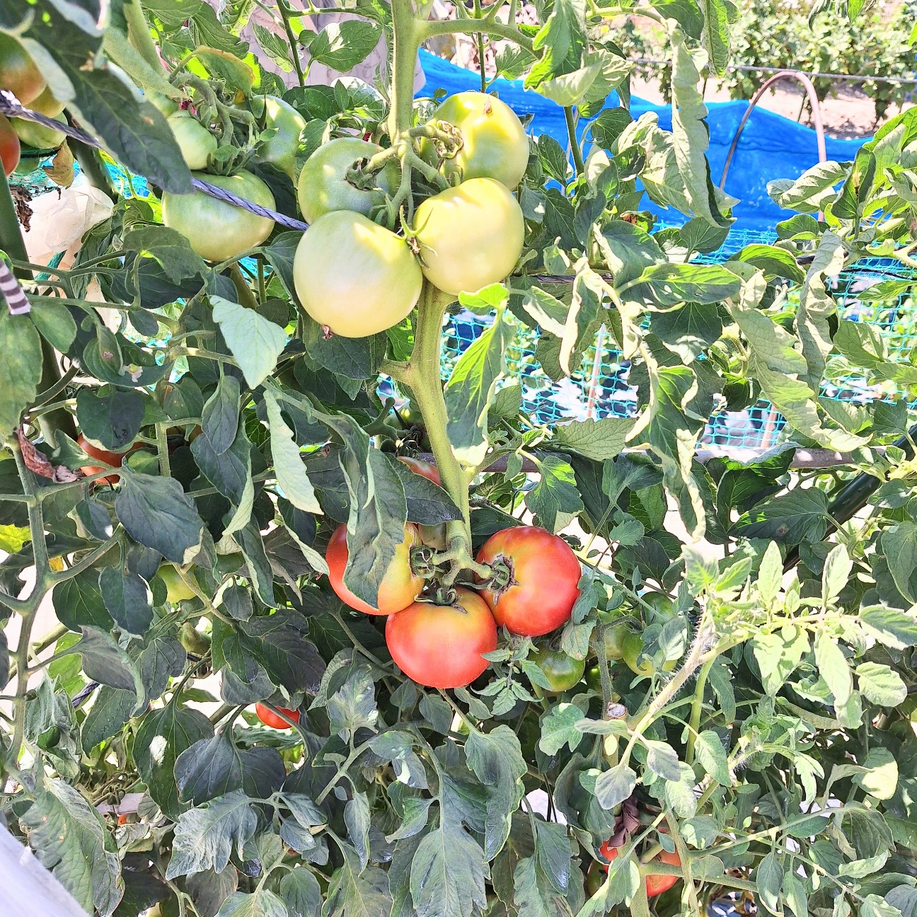 f:id:hanacolormy:20250724225811j:image